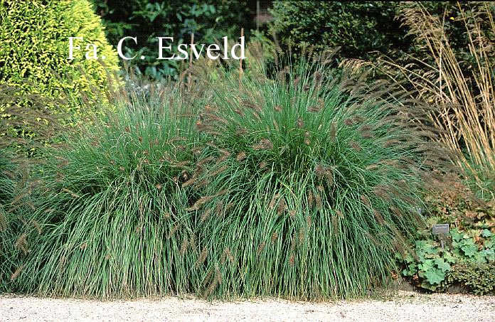 Pennisetum alopecuroides 'Cassian'