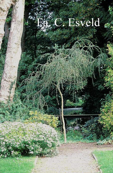 Salix babylonica 'Crispa'