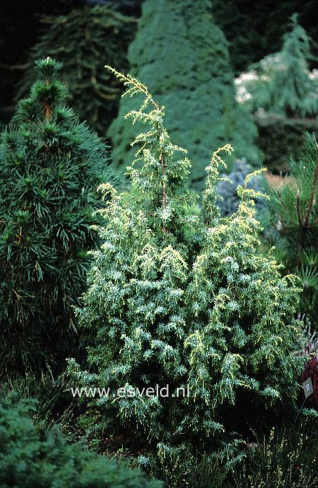 Juniperus communis 'Kalebab'