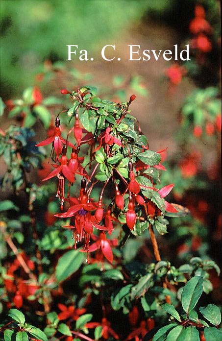 Fuchsia 'Riccartonii'