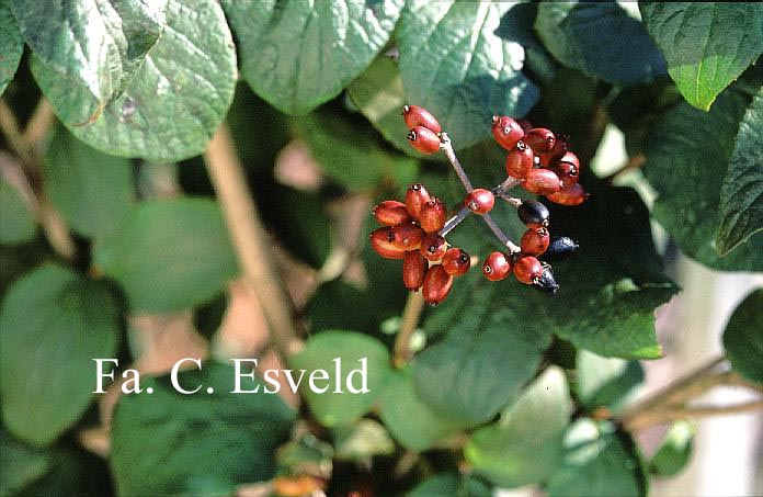 Viburnum carlesii 'Charis'