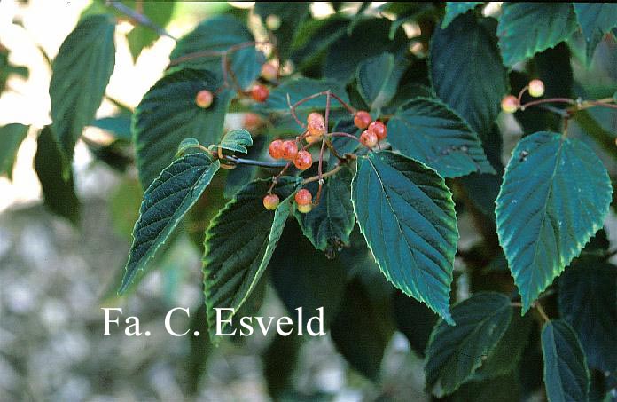 Viburnum dasyanthum