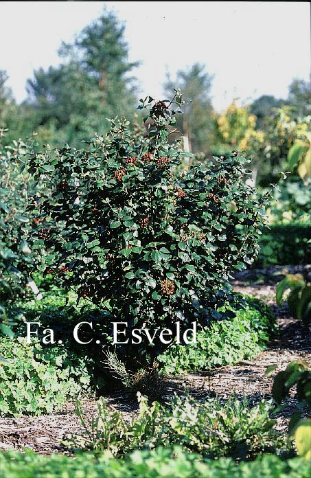 Viburnum burkwoodii 'Anne Russell'