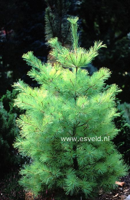 Pinus strobus 'Louie'