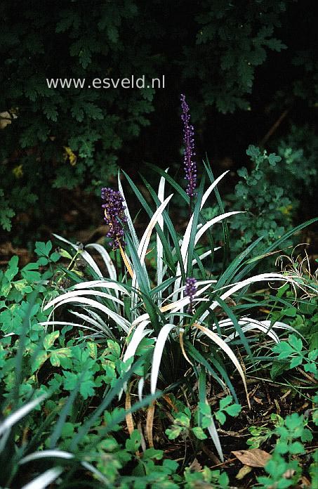 Liriope muscari 'Okina'