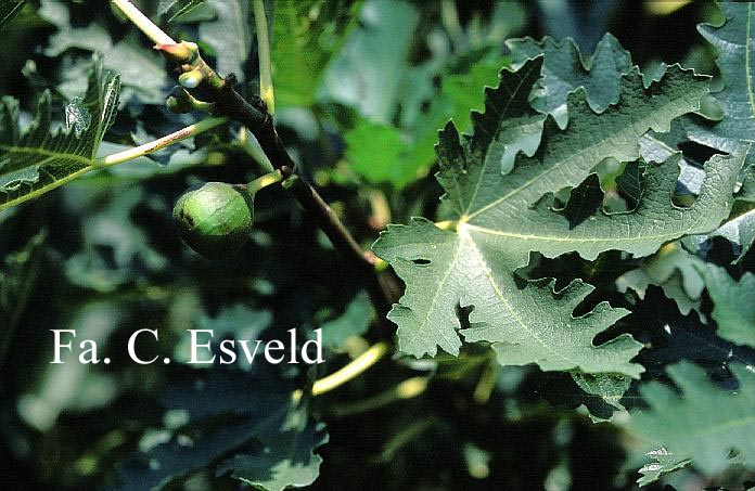 Ficus carica 'Icecrystal'
