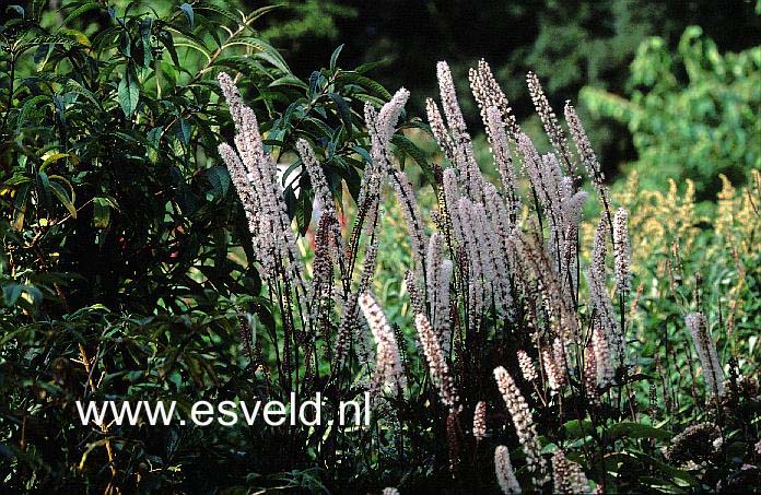 Actaea simplex 'James Compton'