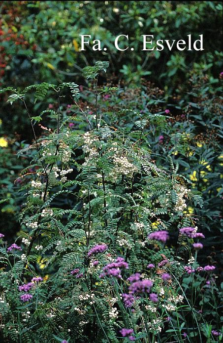 Sorbus frutescens