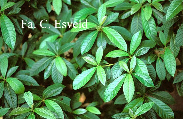 Clethra pringlei