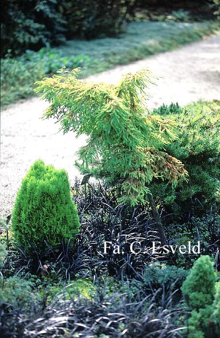 Taxodium distichum 'Hursley Park'