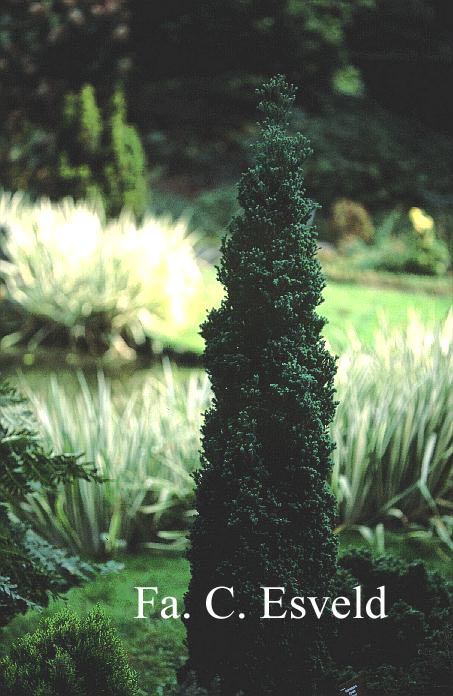 Chamaecyparis thyoides 'Rubicon'