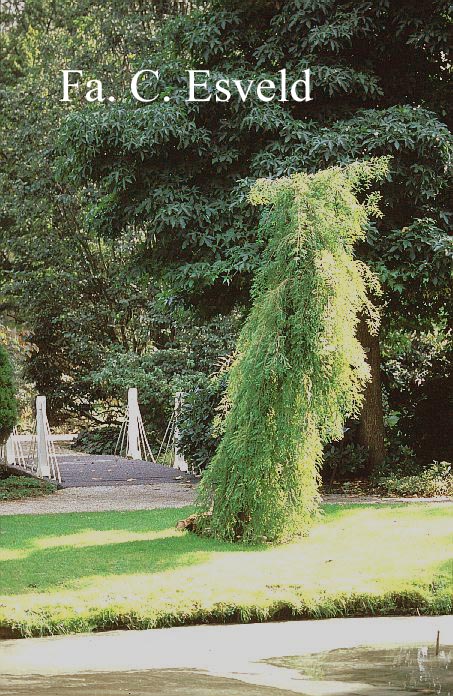 Taxodium distichum 'Pendens'