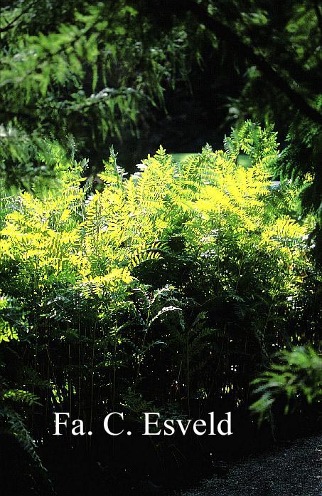 Osmunda regalis