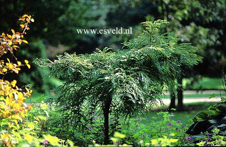 Metasequoia glyptostroboides 'Miss Grace'