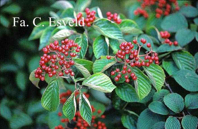 Viburnum wrightii