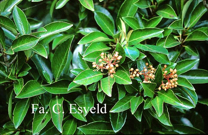 Viburnum odoratissimum 'Awabuki'