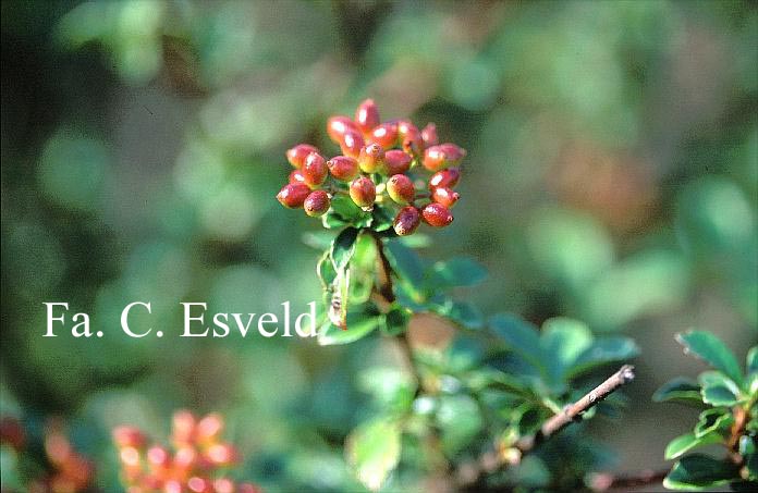 Viburnum parvifolium