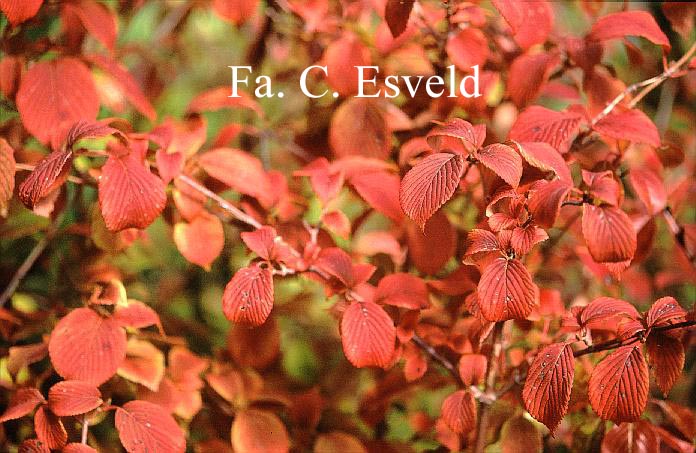 Viburnum plicatum