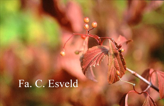 Viburnum 'Huron'