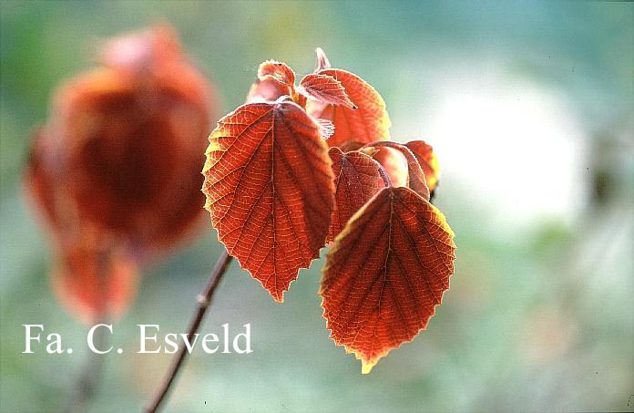 Viburnum hupehense