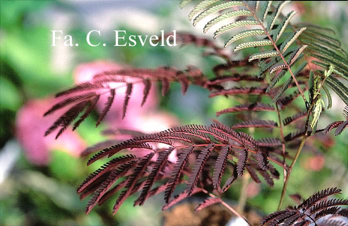 Albizia julibrissin 'Summer Chocolate'