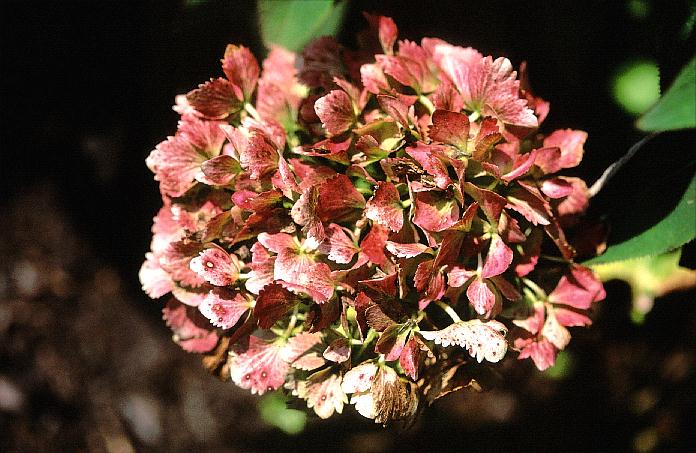 Hydrangea macrophylla 'Pirouette'
