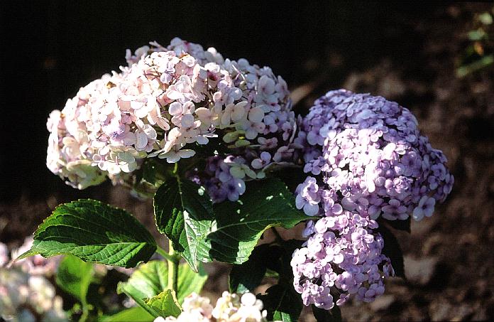 Hydrangea macrophylla 'Trebah Silver'