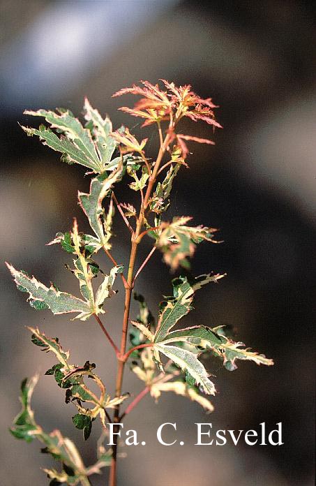 Acer palmatum 'Kingsville Variegated'