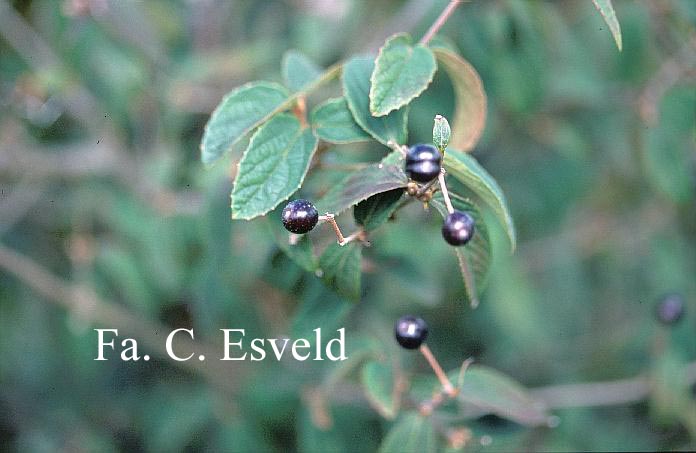 Viburnum ichangense