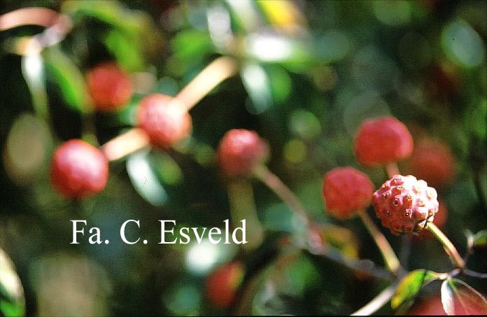 Cornus kousa