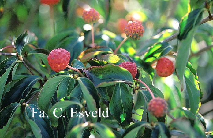 Cornus kousa