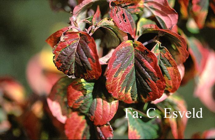 Cornus florida 'Rainbow'