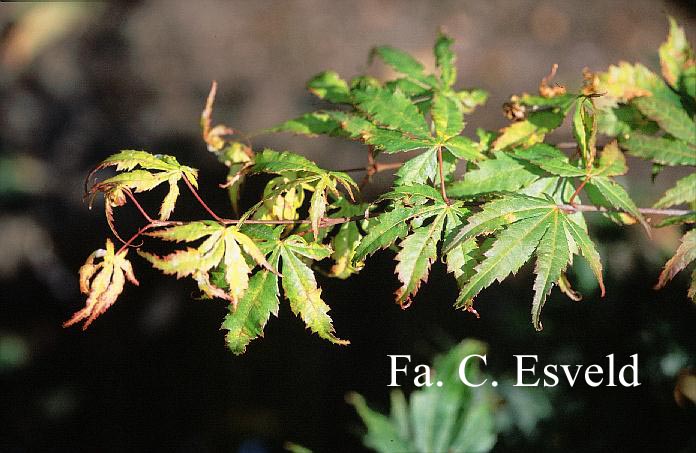 Acer palmatum 'Julia D.'