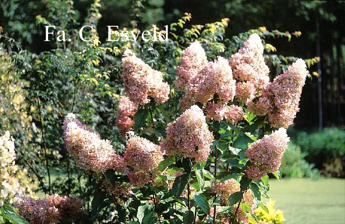 Hydrangea paniculata 'Megapearl'