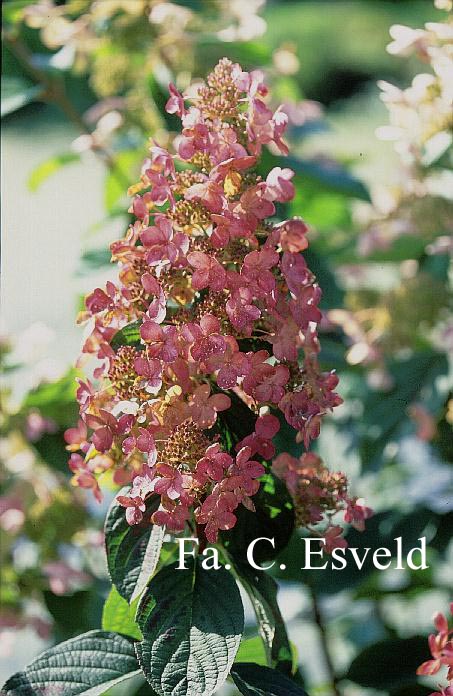 Hydrangea paniculata 'Dolly'