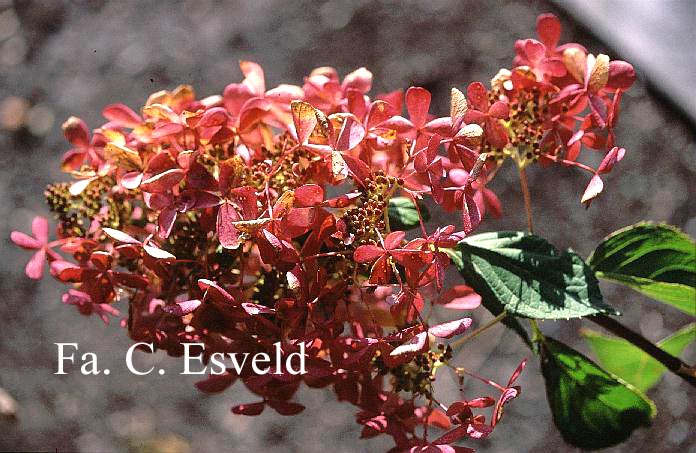 Hydrangea paniculata 'Ammarin'