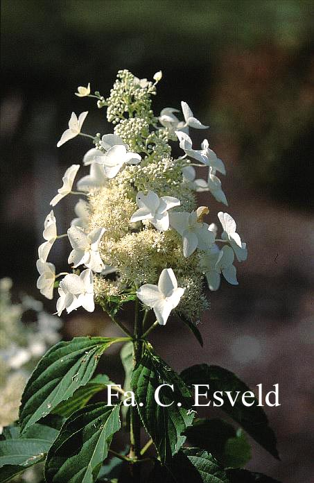 Hydrangea paniculata 'Papillon'