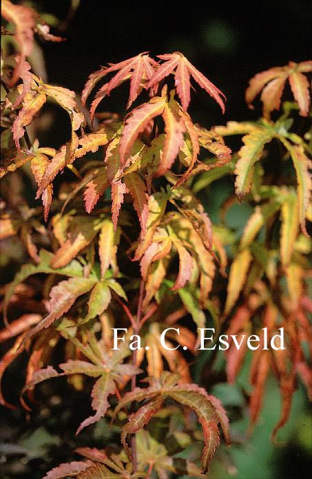 Acer palmatum 'Dr. Tilt'