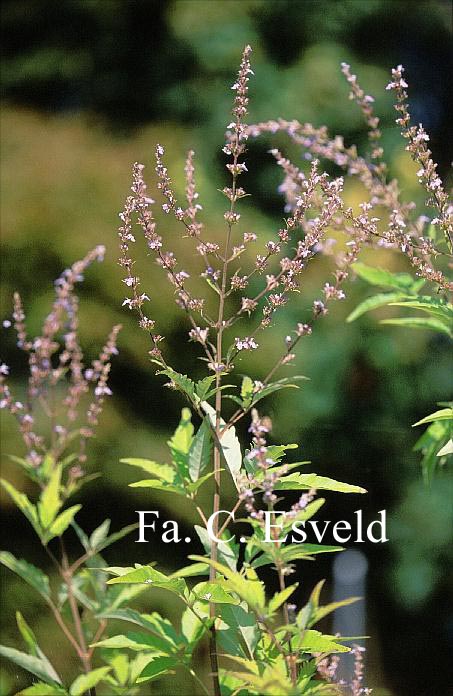 Vitex negundo 'Heterophylla'