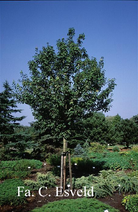 Acer rubrum 'October Glory'