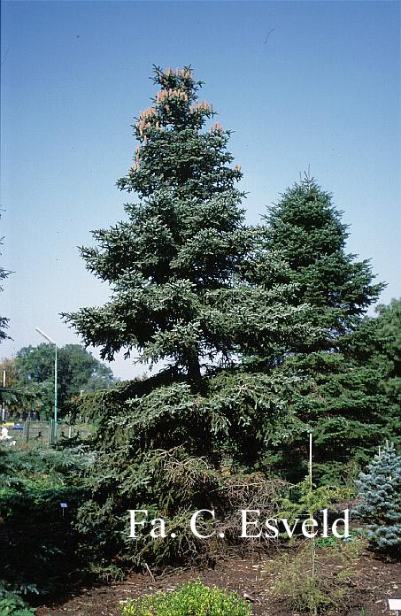 Abies pinsapo 'Glauca'