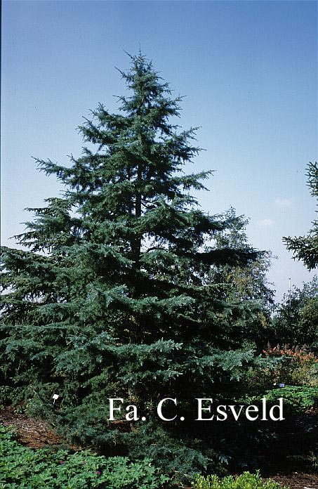 Cedrus deodara 'Verticillata Glauca'