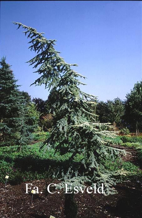 Cedrus libani 'Atlantica Aurea'