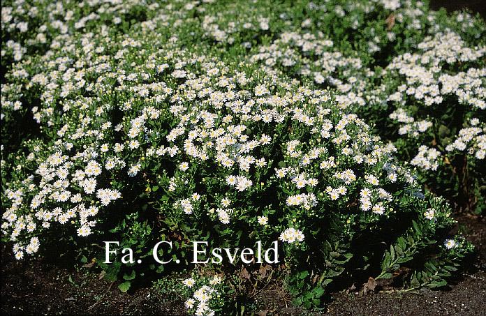 Aster ageratoides 'Starshine'