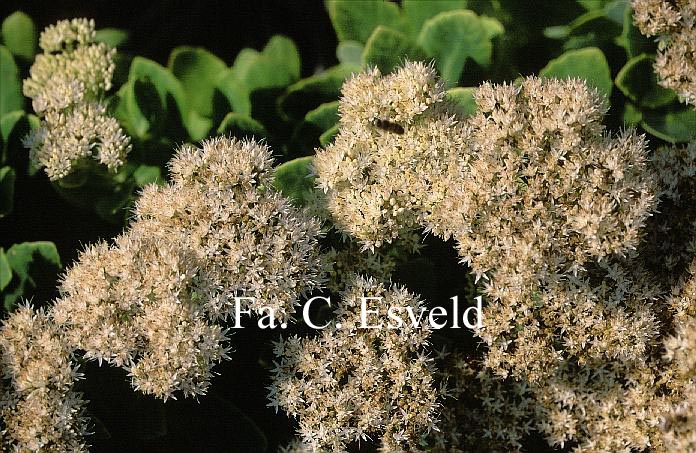 Sedum spectabile 'Star Dust'