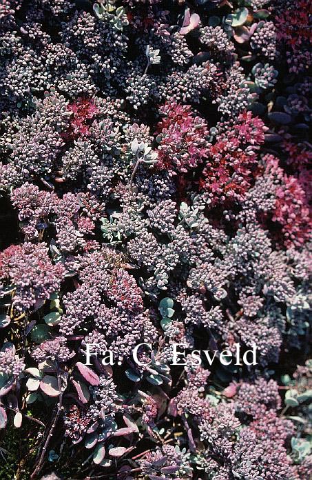 Sedum cauticolum 'Lidakense'