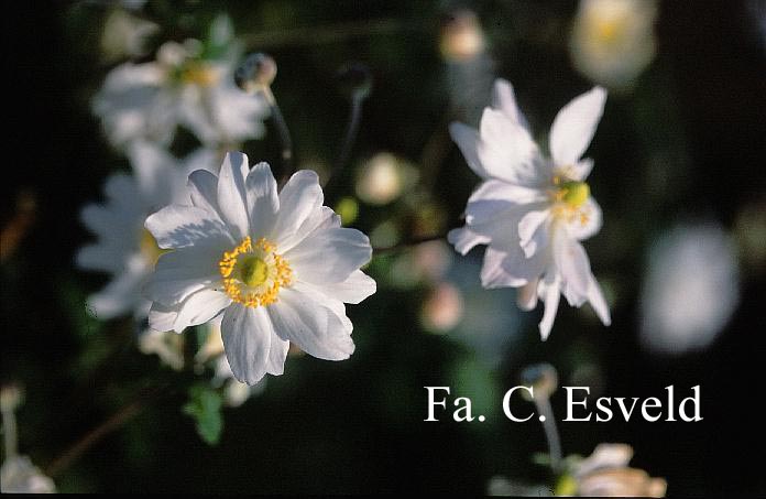 Anemone hybrida 'Whirlwind'