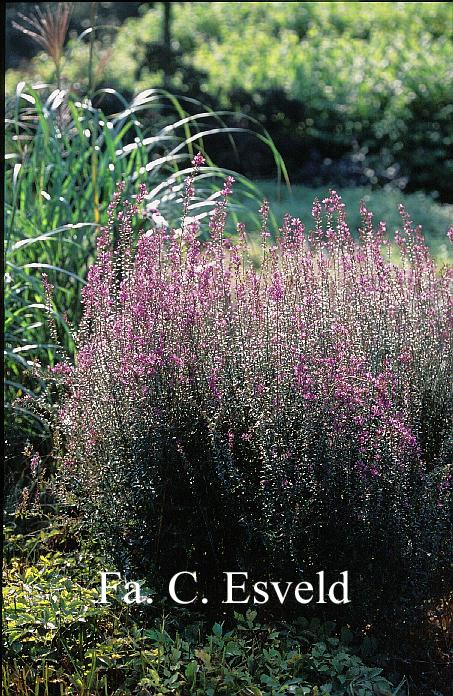 Lythrum salicaria 'Zigeunerblut'