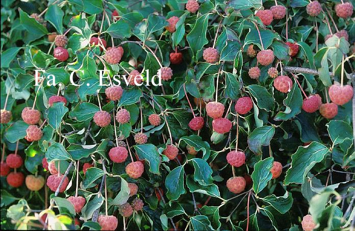 Cornus kousa var. chinensis