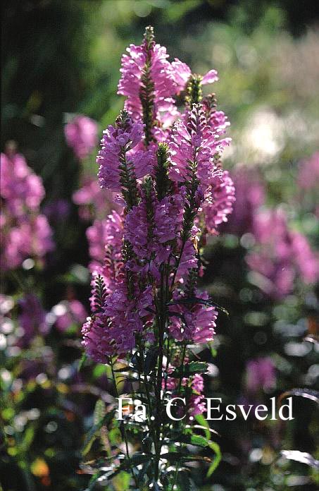 Physostegia virginiana 'Bouquet Rose'